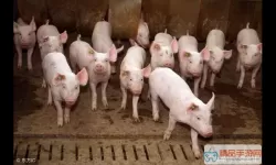 钢铁之躯一头猪的价格 正常一头猪能卖多少钱？