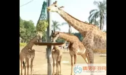 动物园大冒险长颈鹿